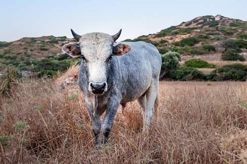 samuel-biblical-figure Bull