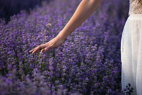 Woman's hand touching lavender flowers
