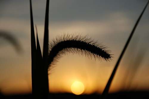 Sunset at field