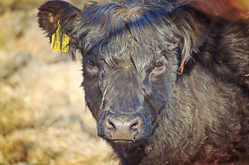 hereford Black cow