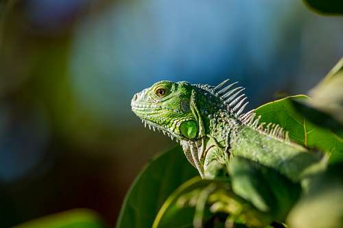 sunbathe Iguana sunbathing