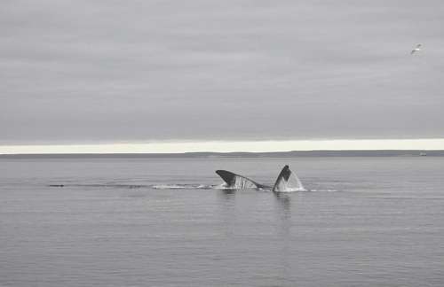 southern Port Madryn, fin whale, southern coast, Argentina,