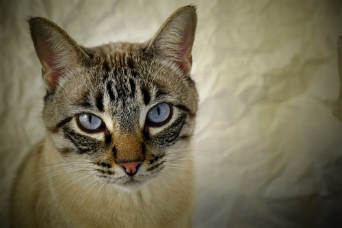 Close-up of cat with deep blue eyes
