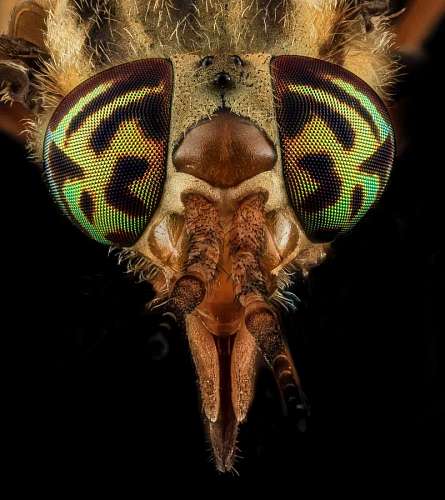 macro shot of an insect on a black background