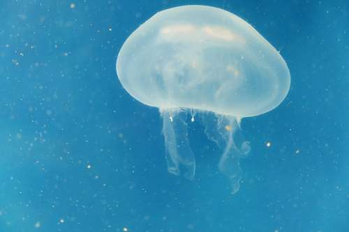 tears Jellyfish