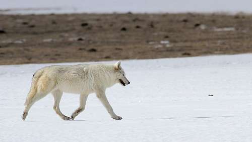 wolf Polar wolf
