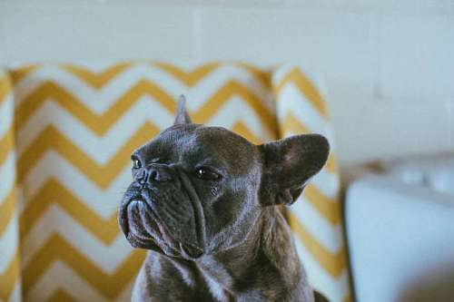 Closeup of a black french bulldog dog