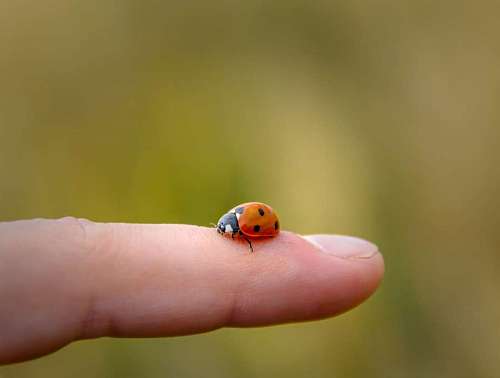close-up of a ladybug on a finger with a blurred background