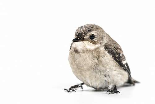 sparrow Bird