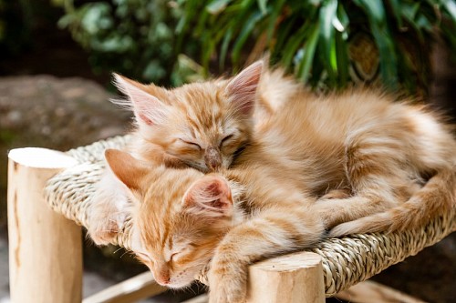 Little kittens getting warm
