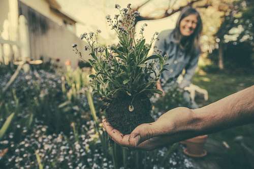 hobby Gardening