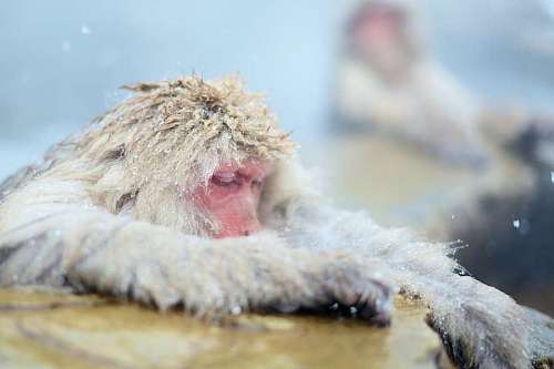 monk Japanese monkeys or snow monekey (Macaca fuscata) taking a bath in a thermal spring