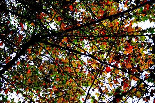 bottom background, background, nature, tree, leaf, leaves