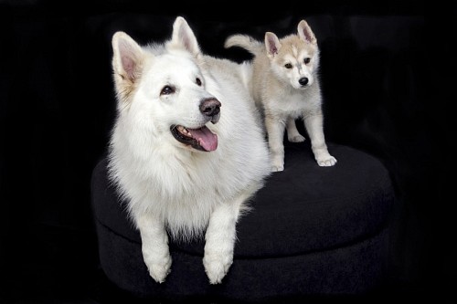 Siberian dog with his puppy in photographic production
