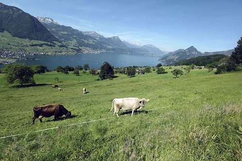 uk Swiss cows – Swiss farmers make a living earning from their cattle.
