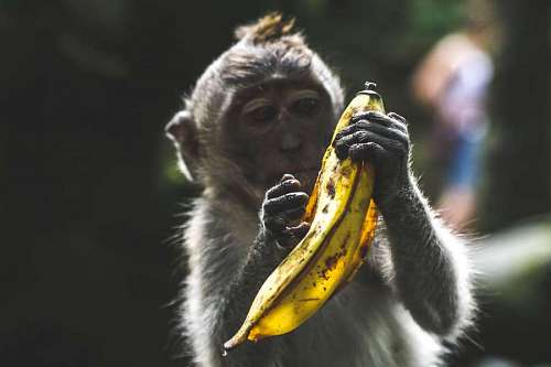 bishop Monkey with banana fruit