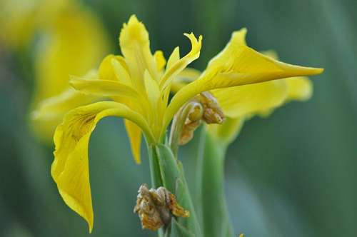 Flowers, Yellow, Flower 