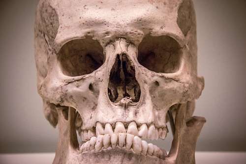 bone head, skull, skeleton, head, museum, musseum, skel