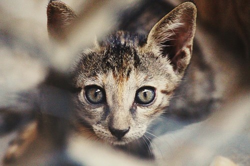 Close-up of domestic cat staring