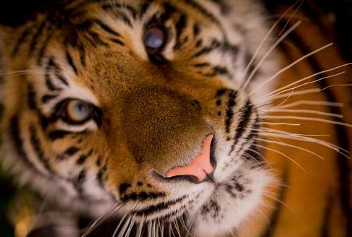 feline Tiger portrait