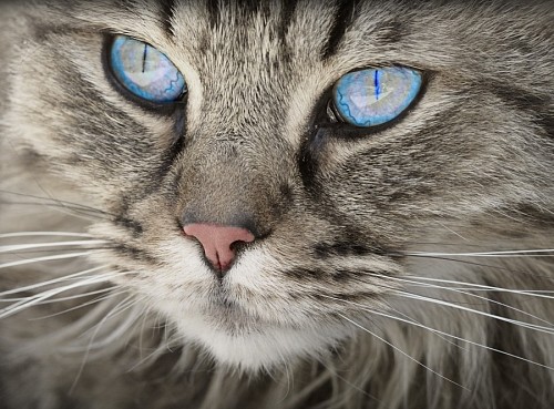 savings  Beautiful feline look of deep blue