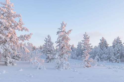 landscape with snowy trees with a blue sky in the background