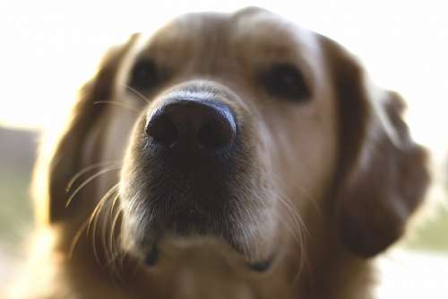 golden retriever