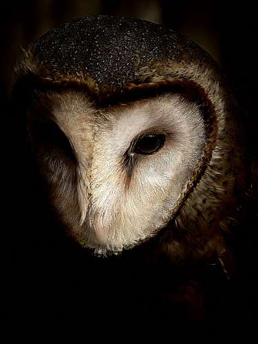 exam Owl