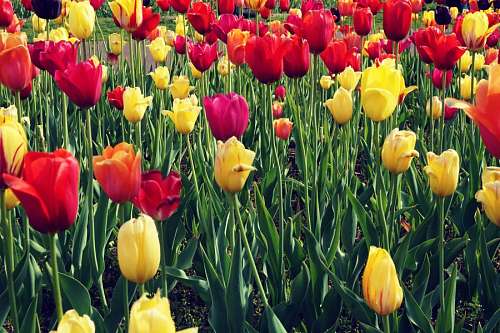 Tulip field