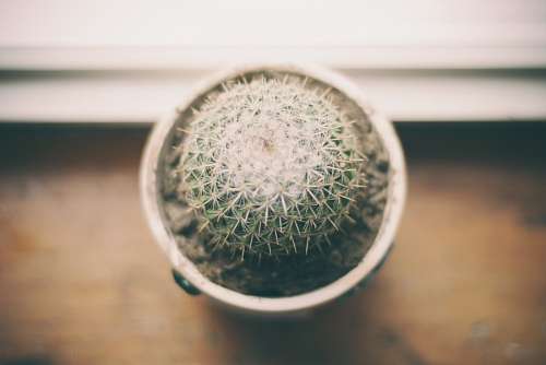 potted-plant Cactus