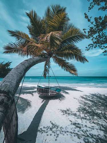 Hammock hanging from a palm tree on a tropical beach