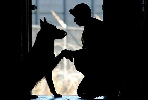loyal Loyal friend