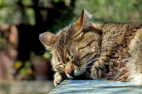 Sleeping cat
