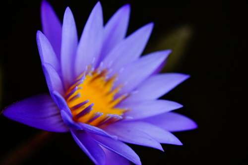 wig Flower