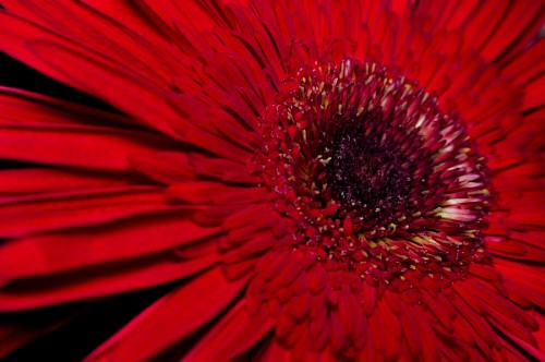 gerbera-flower Macro Red Gerbera