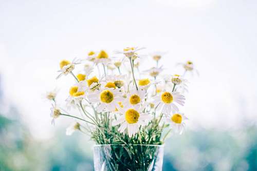 daisy