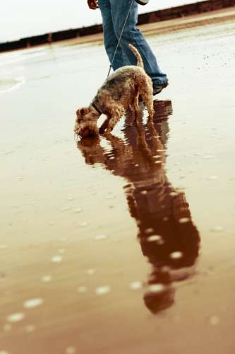 king-of-the-jungle Dog at beach