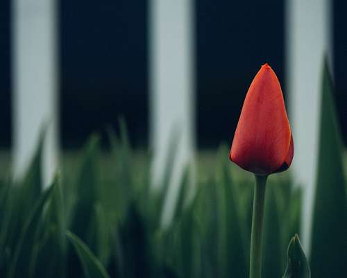 headline Tulip