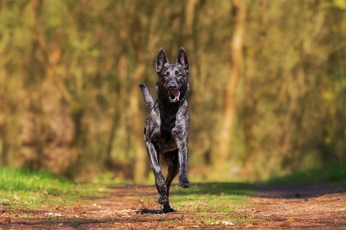 Adorable Black dog running in the field