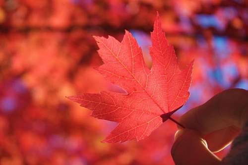 autumnal-backdrop 