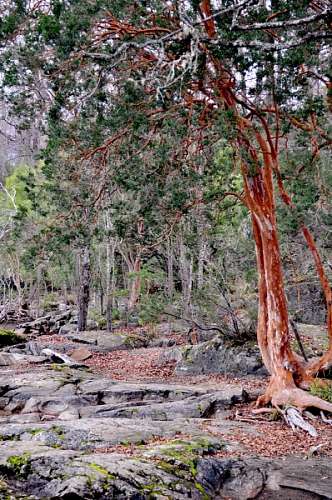 myrtle myrtle, tree, trees, Patagonia, Neuquen, Argentina