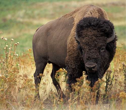 buffalo buffalo
