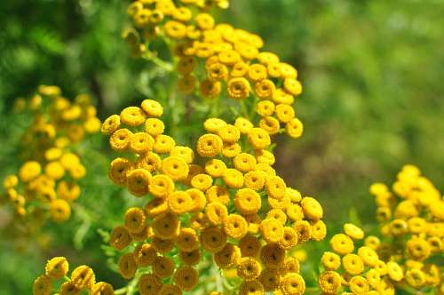 flower, flowers, yellow, nature, background, backg