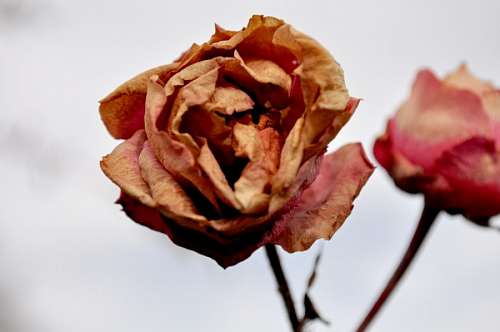 withered-rose pink, dry, dry, rose withered winter, nobody, flow