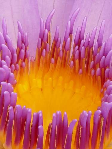 Water lily