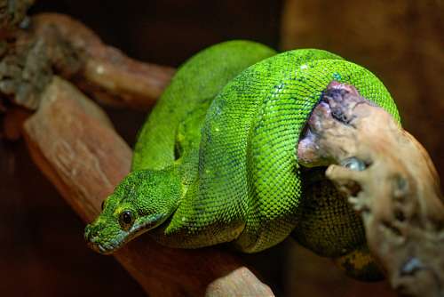 snake Snake