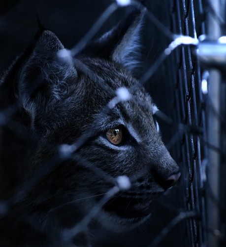 pussycat  Feline behind the bars