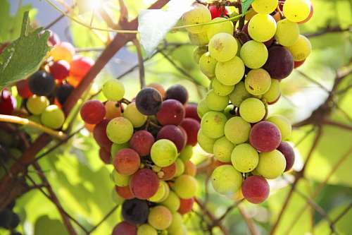 vineyard 