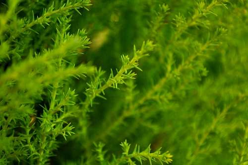 Pine
