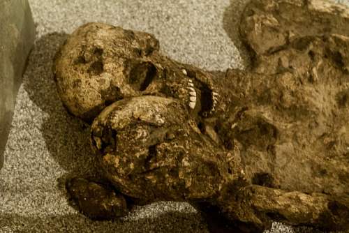 bone Fossil Human Bones